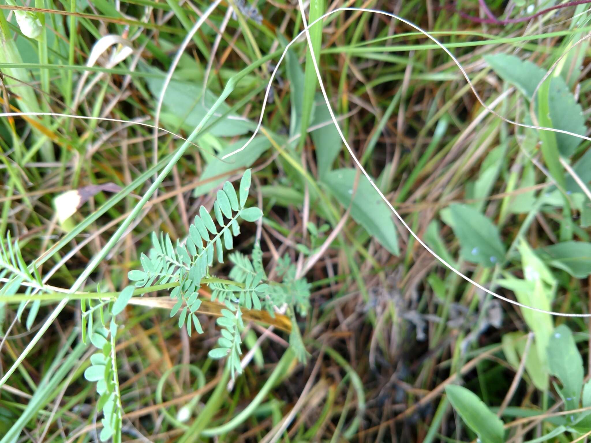 Image of leafy prairie clover