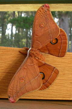 Image of Opodiphthera helena