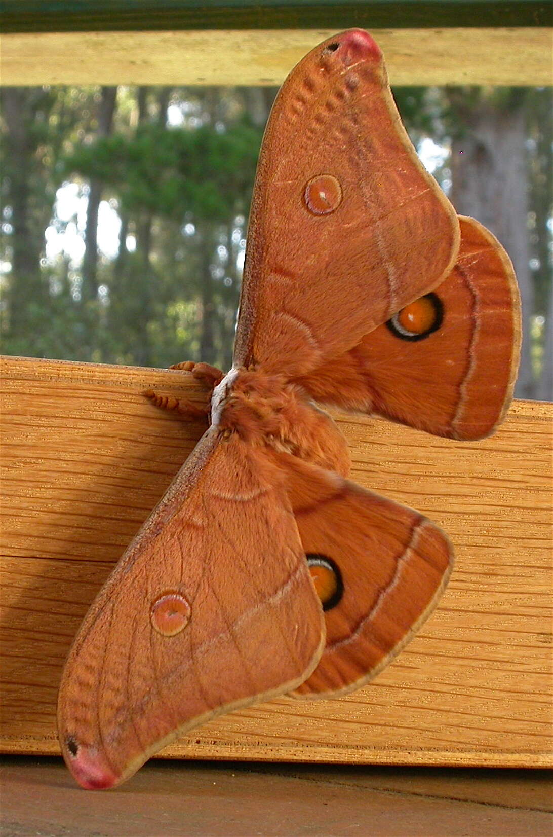 Image of Opodiphthera helena