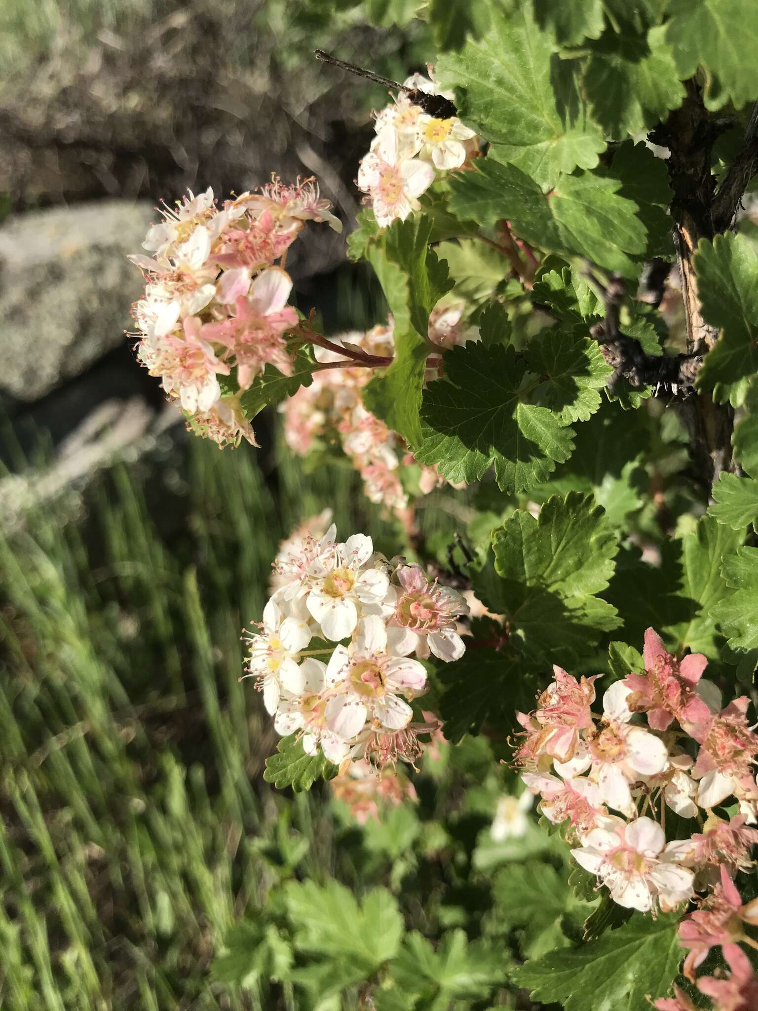 Слика од Physocarpus monogynus (Torr.) Kuntze