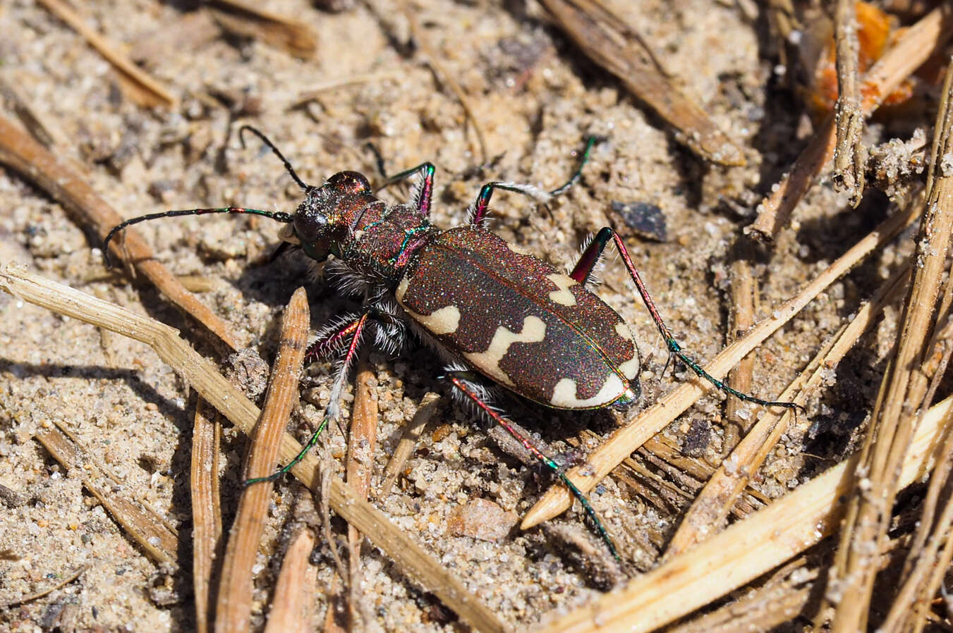 Image of Cicindela hybrida kozhantshikovi