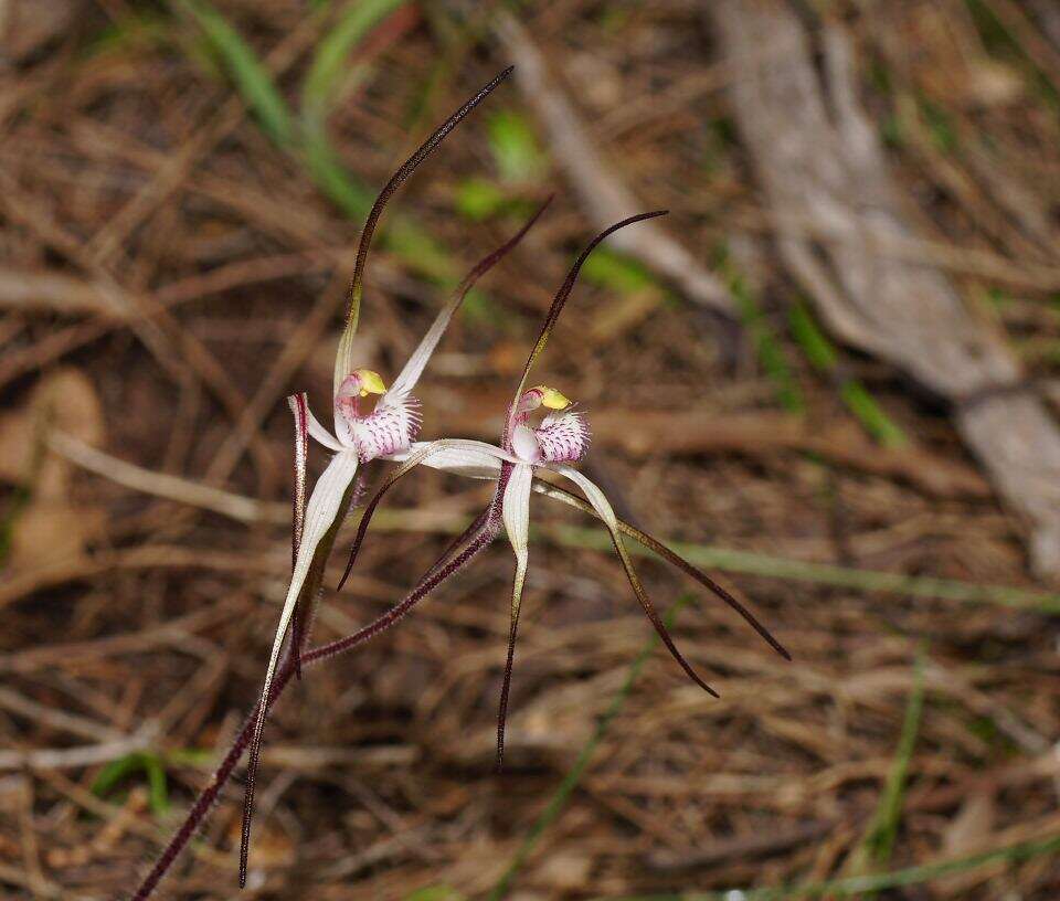 Image of Candy spider orchid