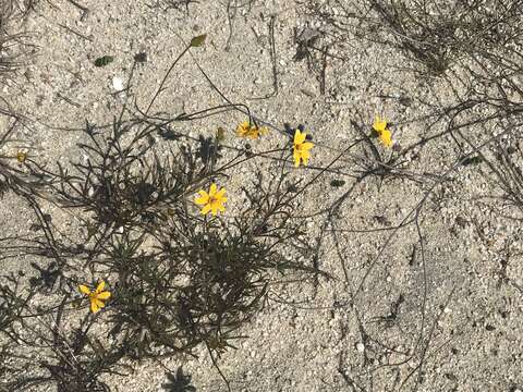 Image of Bidens cabopulmensis Leon de la Luz & B. L. Turner