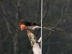 Image of Long-tailed Sibia