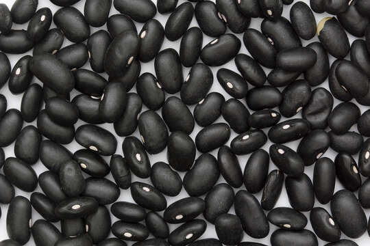 Image of kidney bean