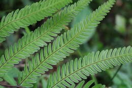 Image of Pteris longipinnula Wall.