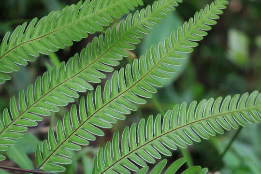 Image of Pteris longipinnula Wall.