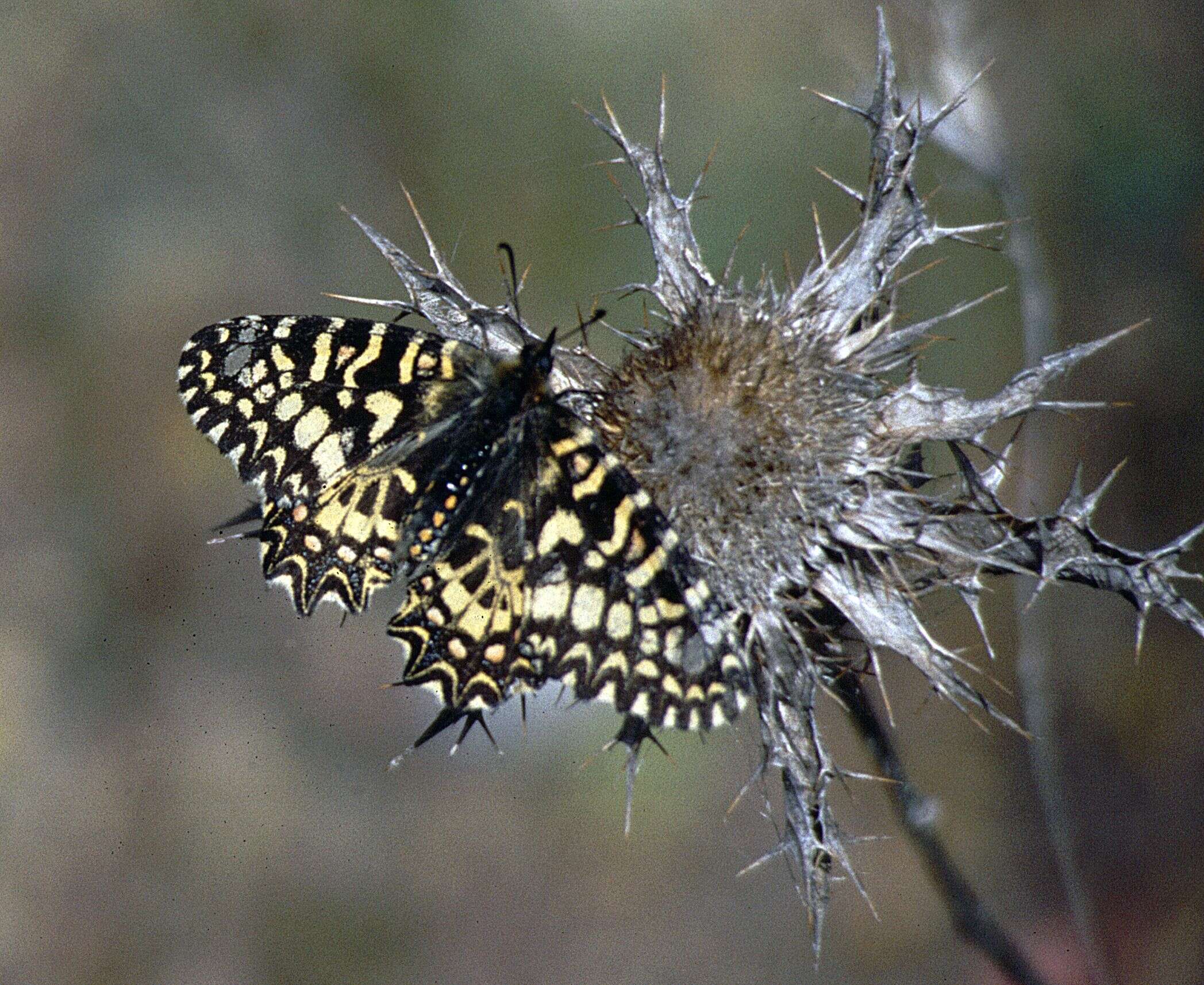 Image of Zerynthia rumina (Linnaeus 1758)