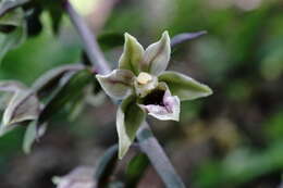 Image of Epipactis condensata Boiss. ex D. P. Young