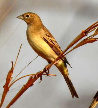 Image of Black-headed Bunting