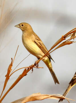 Image of Black-headed Bunting