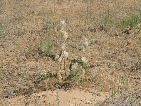 Image de Astragalus vulpinus Willd.