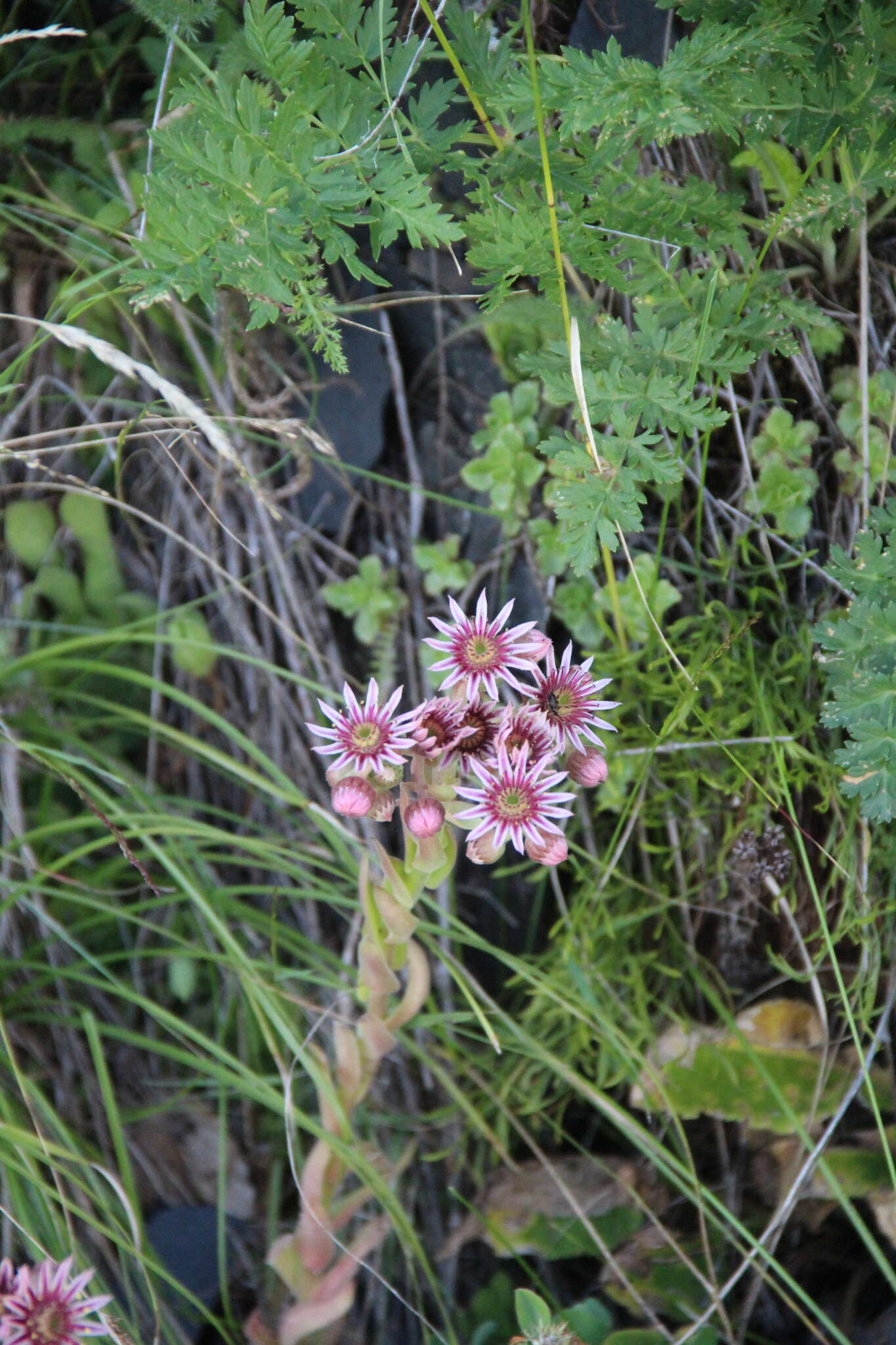 Image of Sempervivum caucasicum Rupr. ex Boiss.