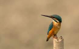 Image of Common Kingfisher