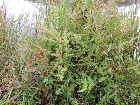 Image of blue skullcap