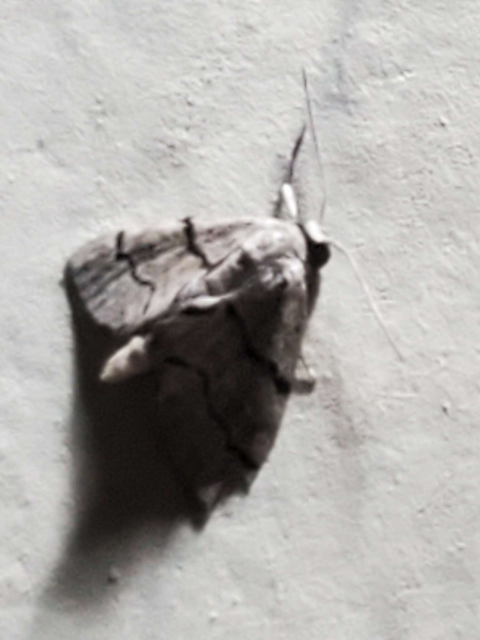 Image of Idaea insulensis Rindge 1958