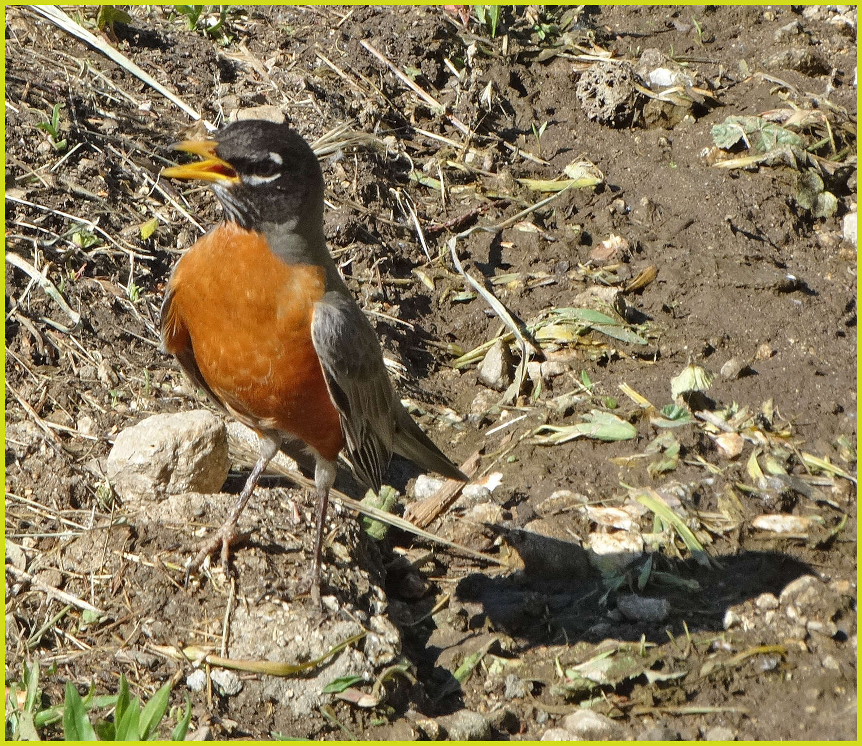 Image of American Robin