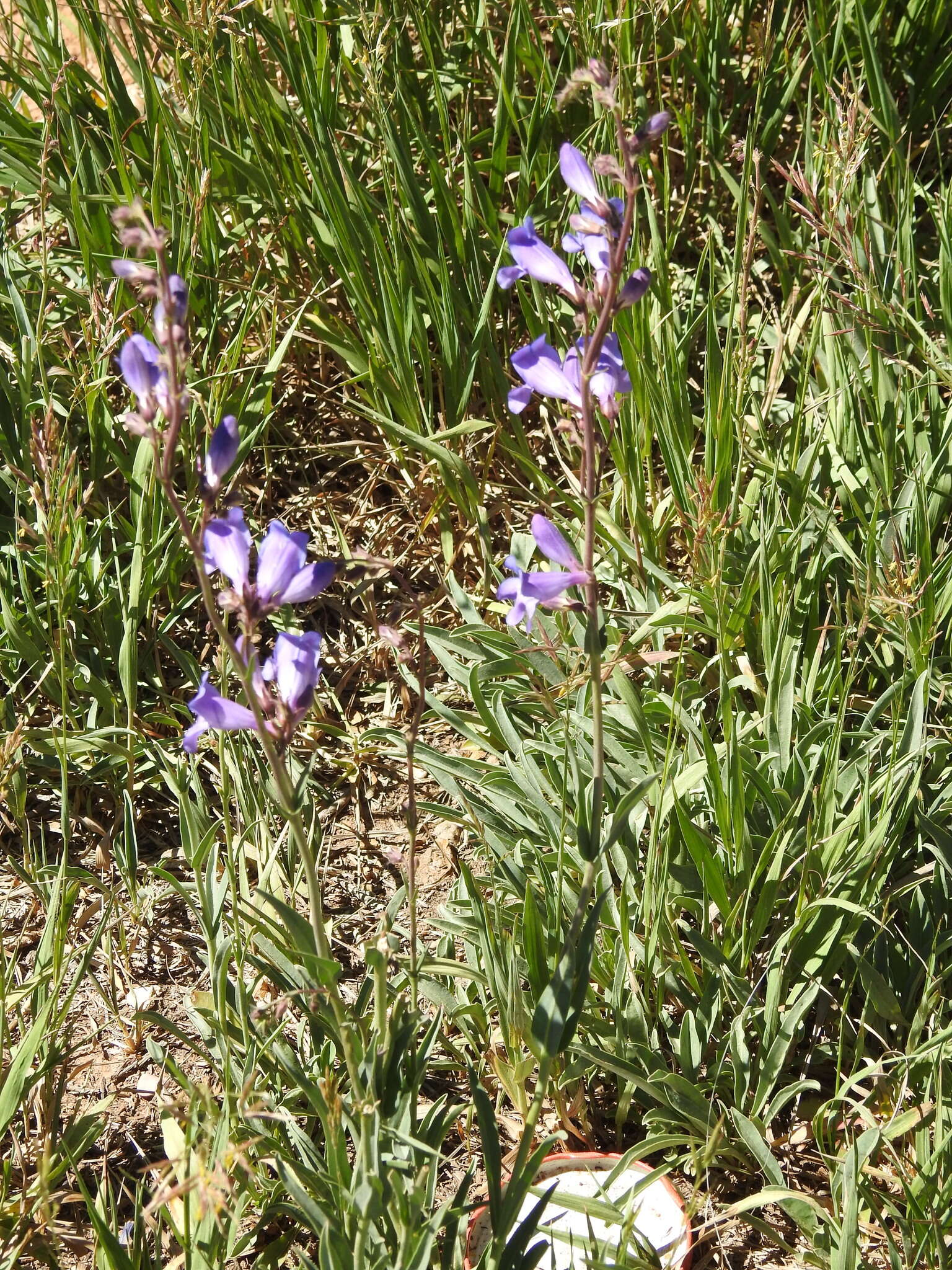 Image of Penstemon leiophyllus var. leiophyllus