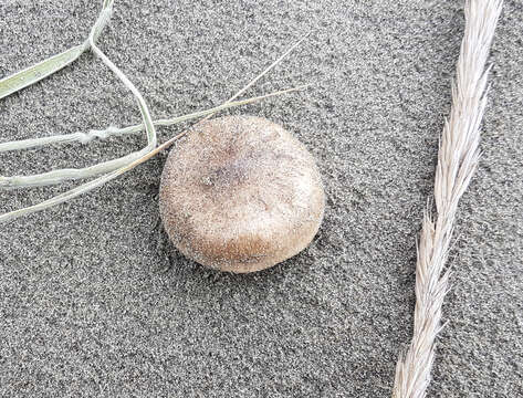 Melanoleuca brevipes (Bull.) Pat. 1900 resmi