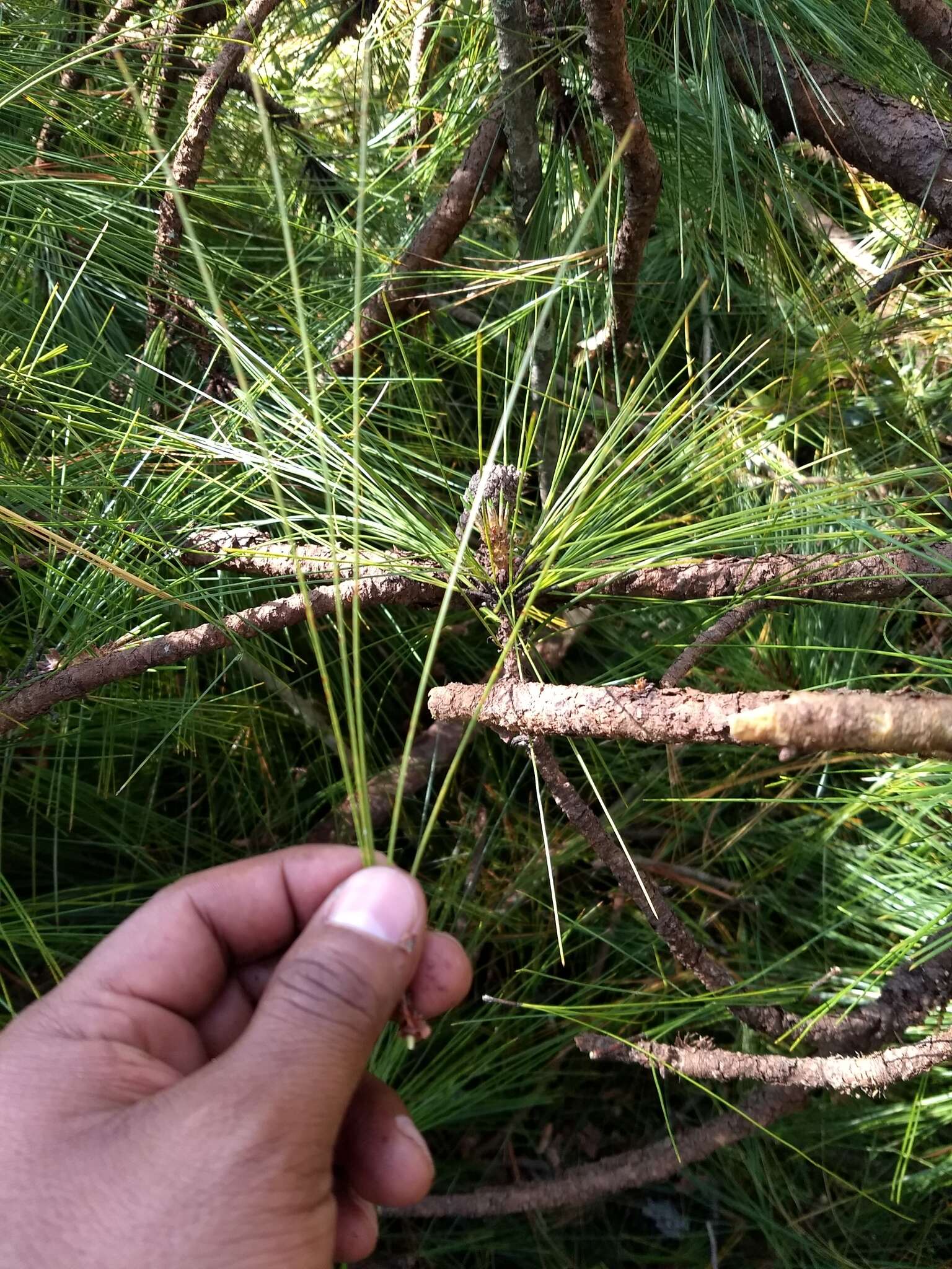 Image de Pinus oocarpa Schiede ex Schltdl.