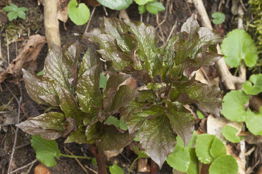 Image of Paeonia wittmanniana Hartw. ex Lindl.