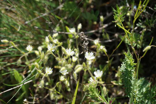 صورة Cerastium brachypetalum subsp. tauricum (Spreng.) Murb.