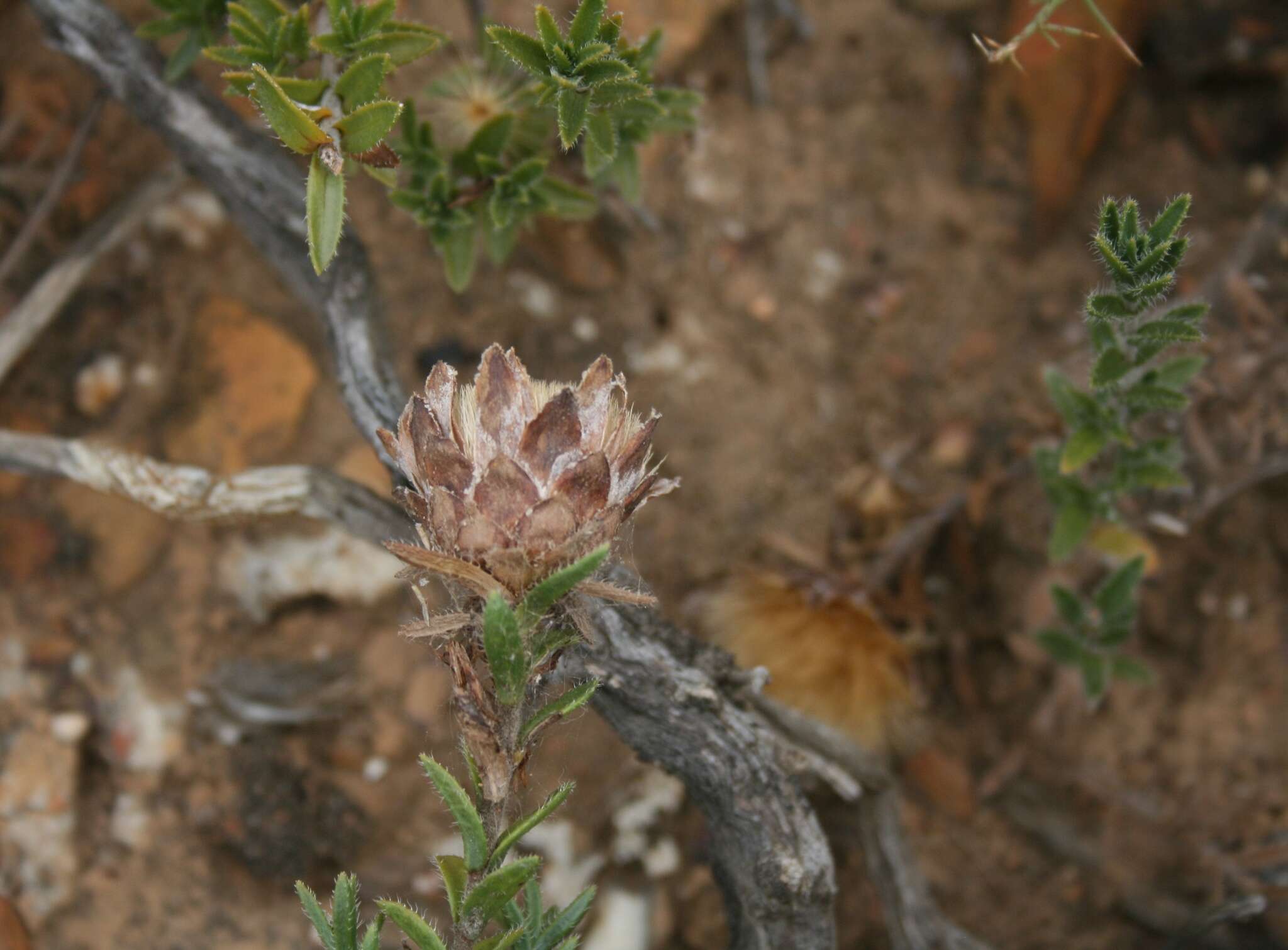 Image of Pteronia elongata Thunb.