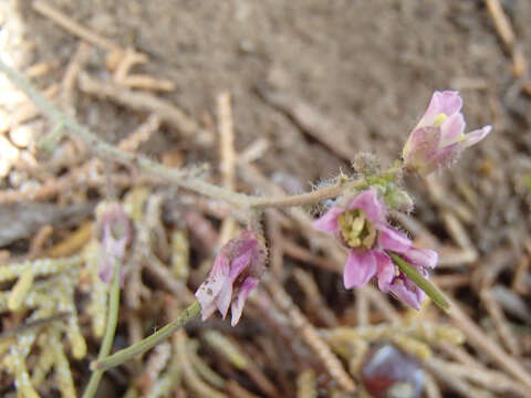 Image of sicklepod rockcress