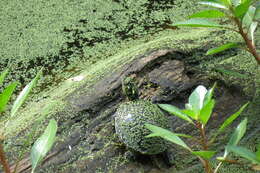 Image of Eastern Painted Turtle