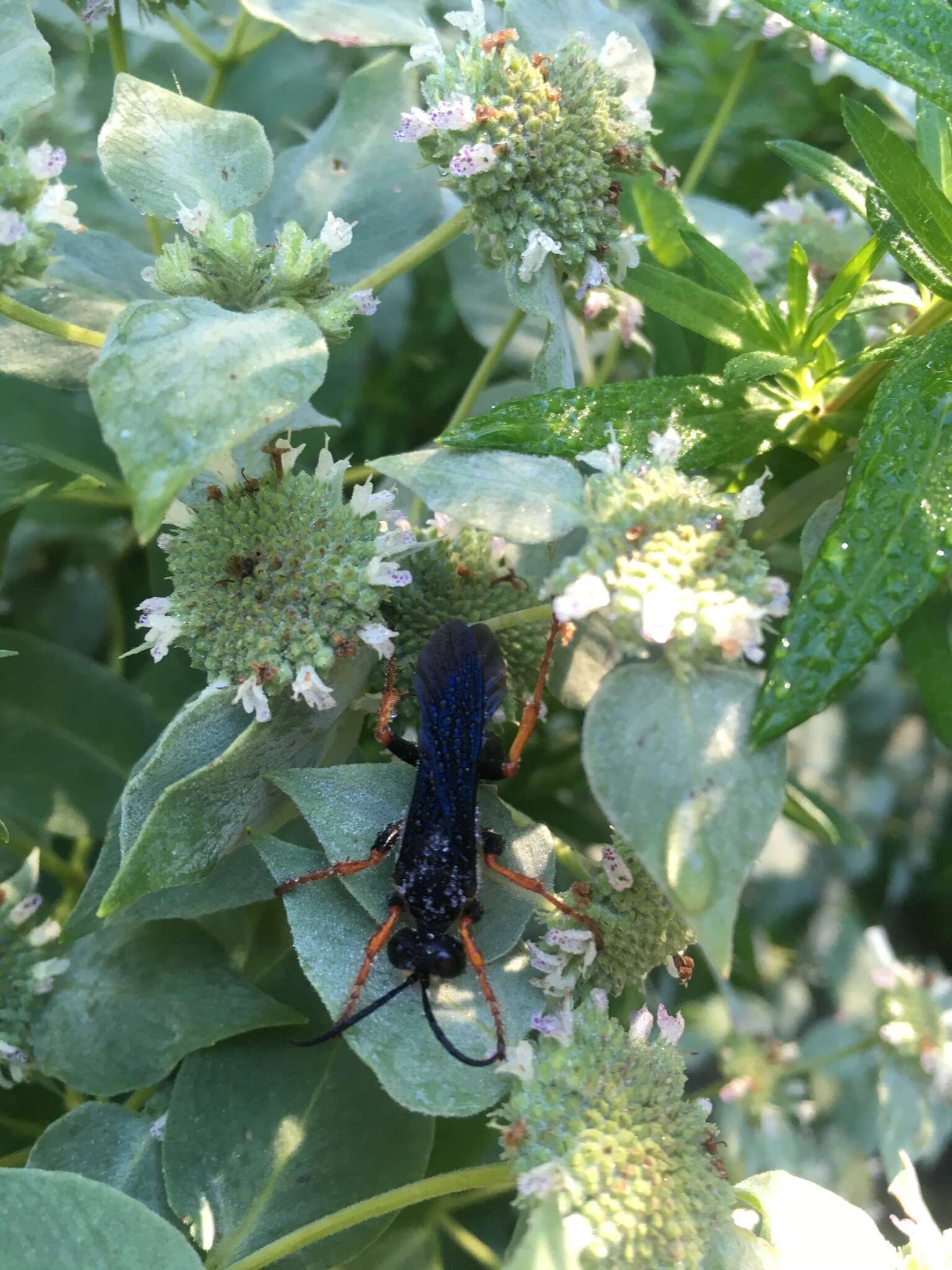 Image of Katydid Wasp