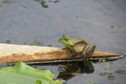 Image of American Bullfrog