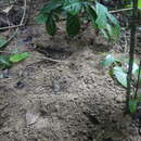 Image of Giant ground pangolin