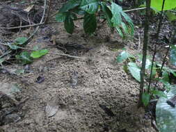 Image of Giant ground pangolin