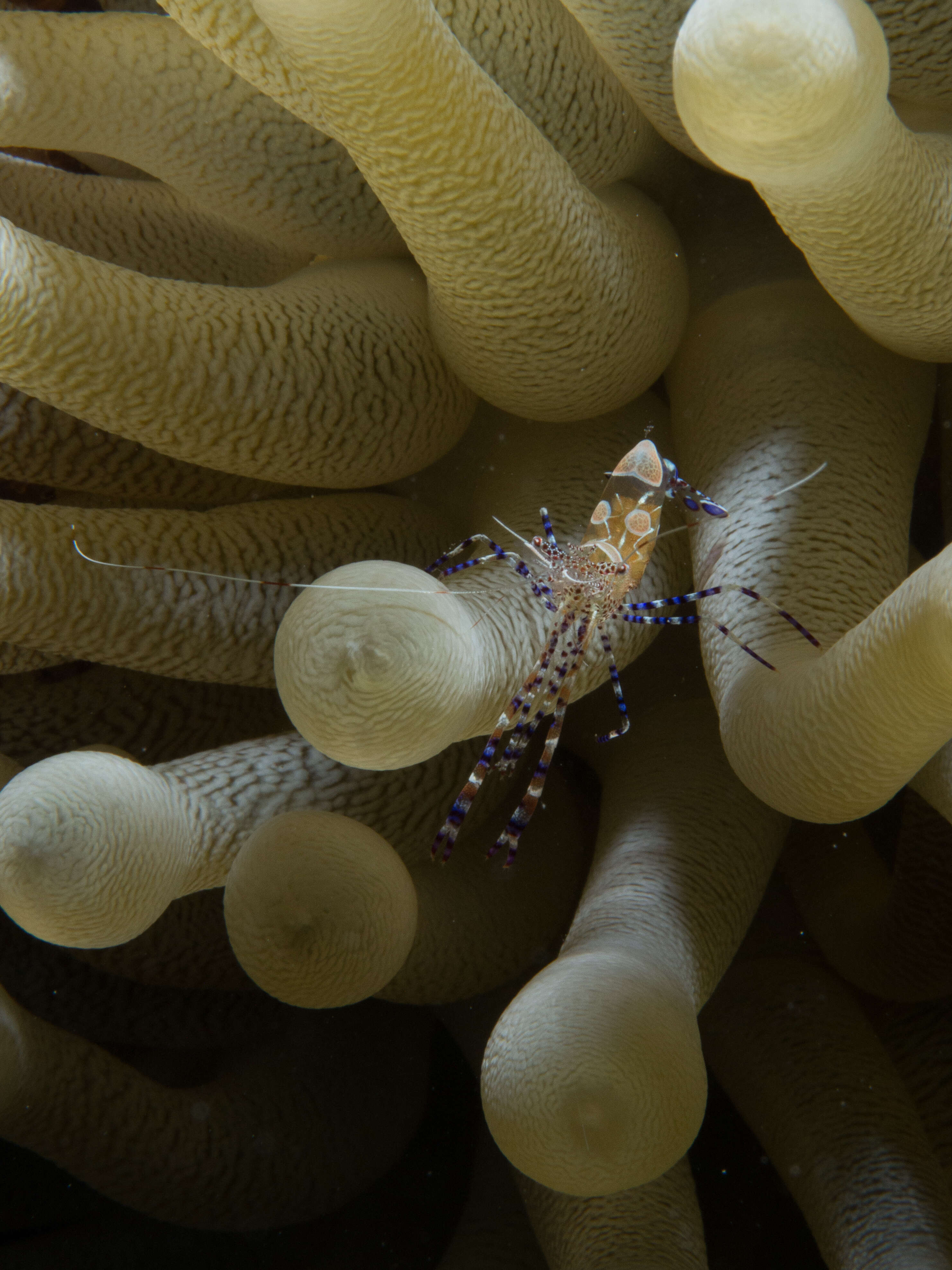 Image of Giant anemone