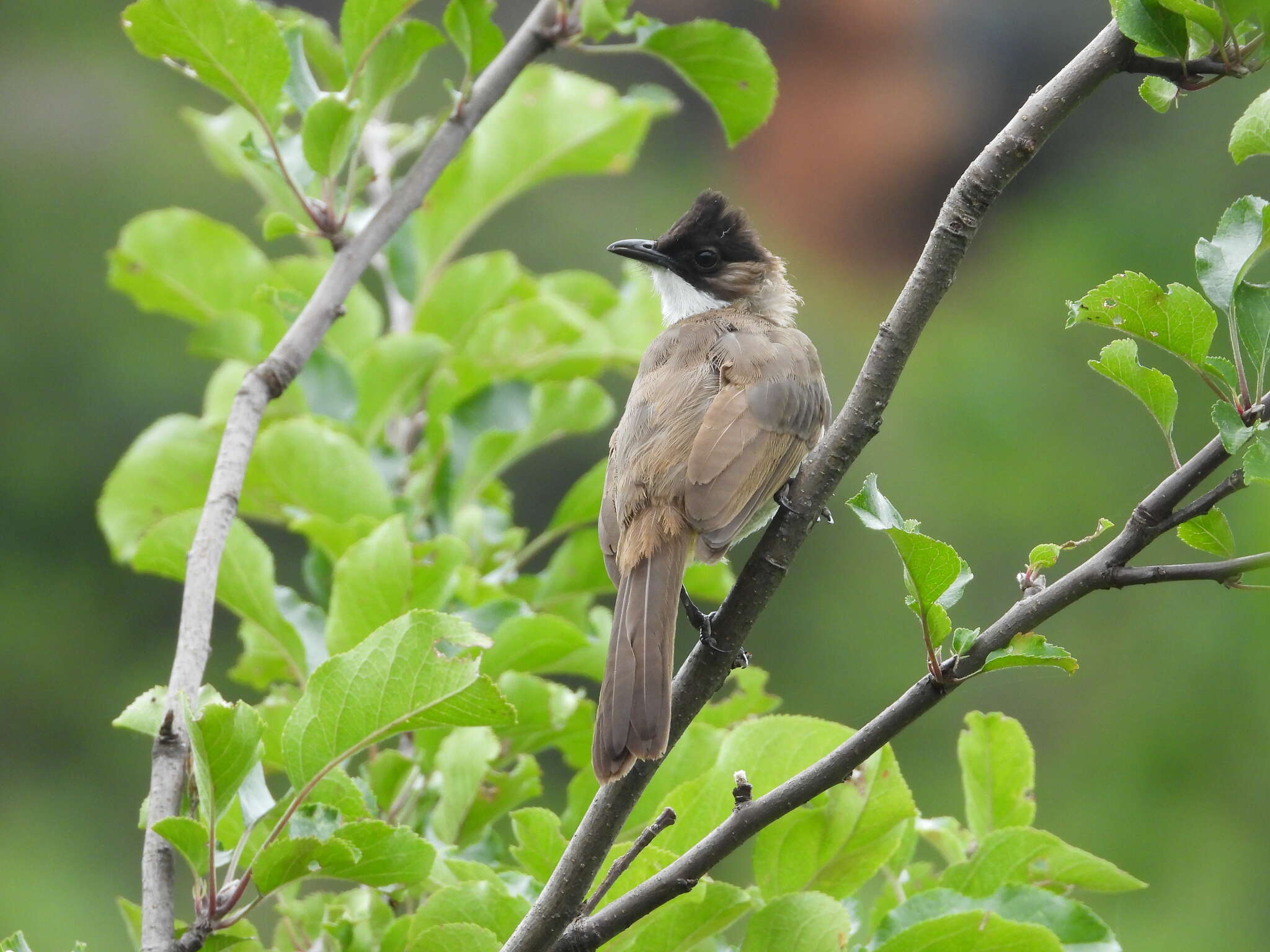 Image of Brown-breasted Bulbul