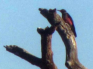 Image of Lewis's Woodpecker