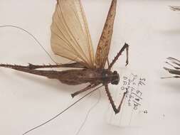 Image of Phricta spinosa Redtenbacher 1892