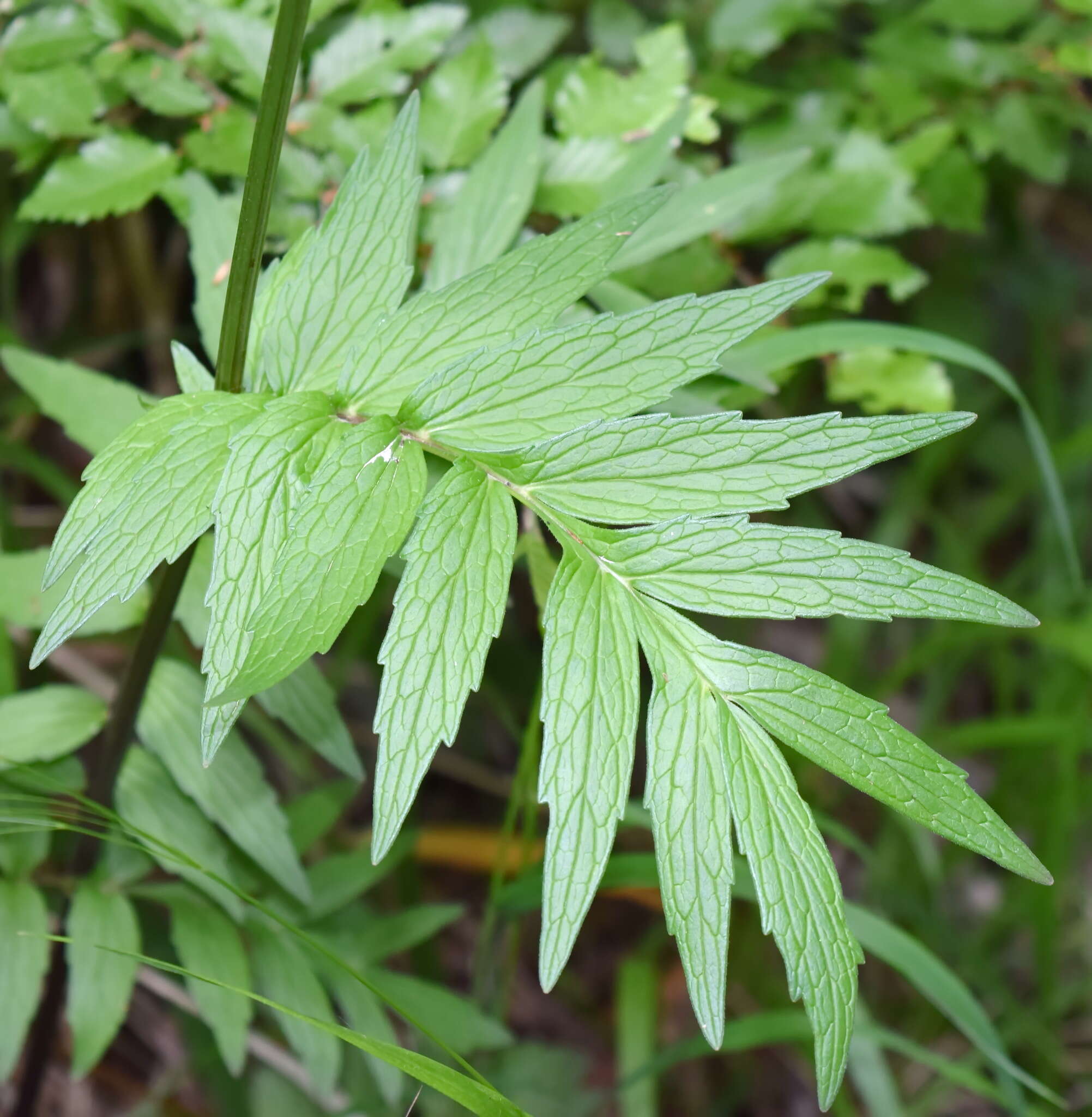 Image of Valeriana grossheimii Vorosh.