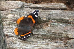 Image of Red Admiral