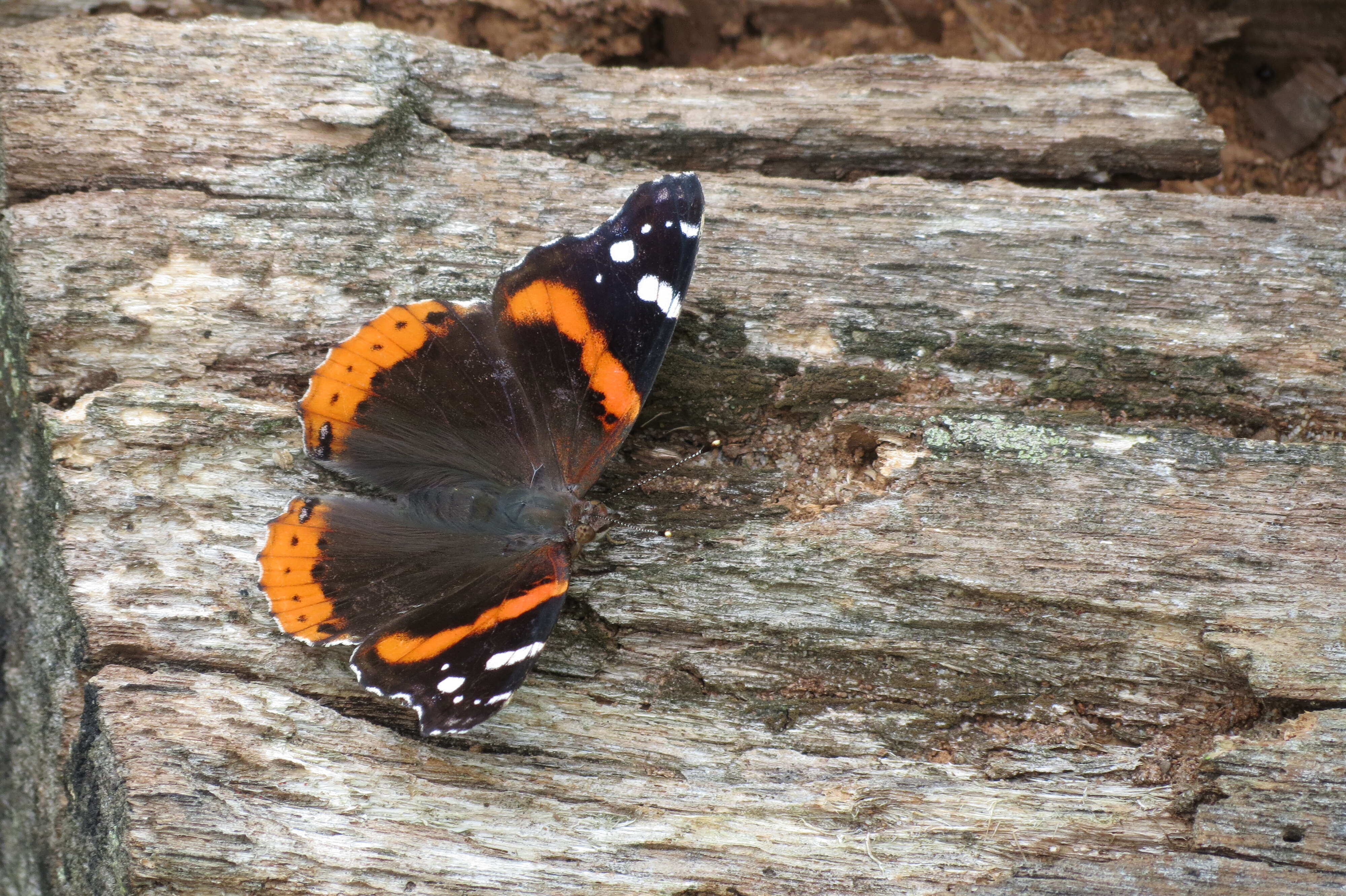 Imagem de Vanessa atalanta Linnaeus 1758