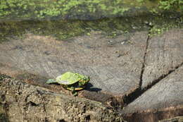 Image of slider turtle, red-eared terrapin, red-eared slider