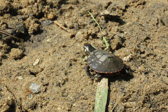 Image of Eastern Painted Turtle