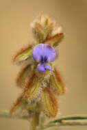 Image of Crotalaria sessiliflora L.