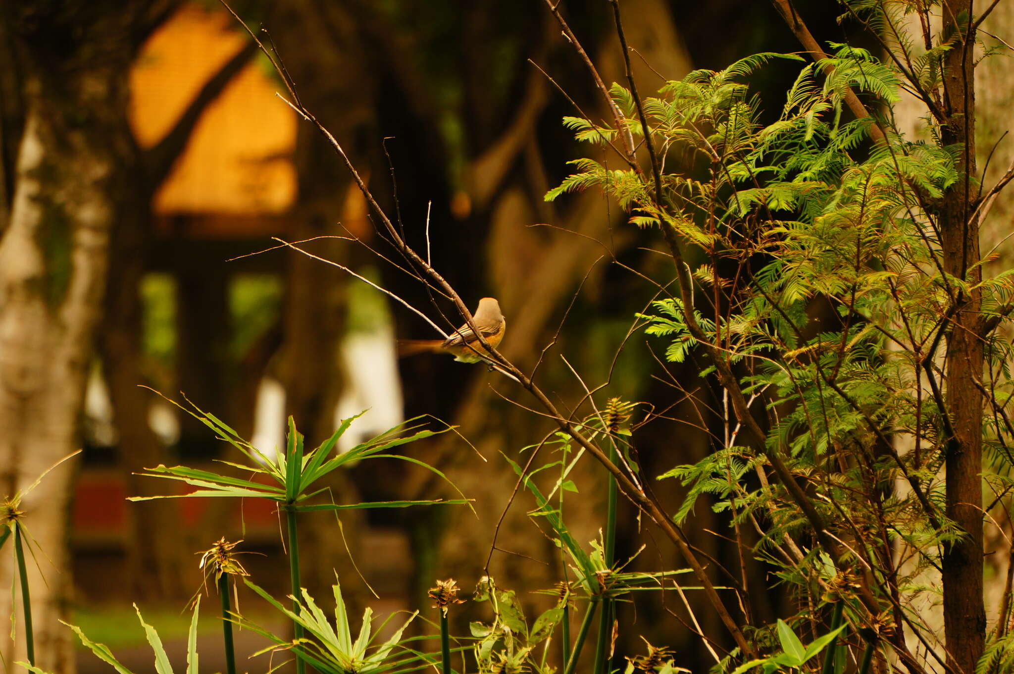 Image of Brown Shrike