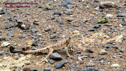 Image of Blacktail Toadhead  Agama