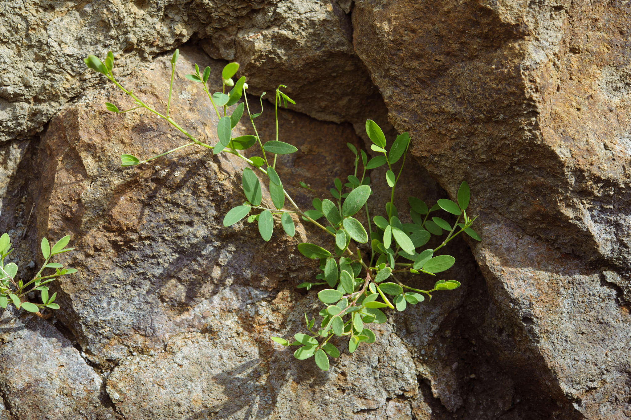 Image of Synostemon bacciformis (L.) G. L. Webster