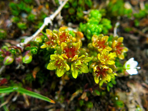 Image of Sedum alpestre Vill.