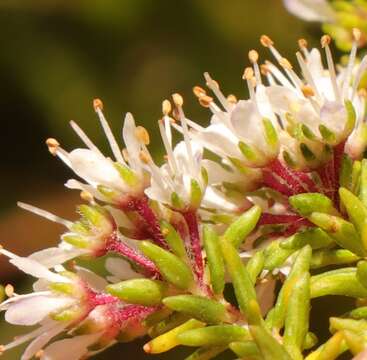 Image of Agathosma cerefolium (Vent.) Bartl. & Wendl. fil.