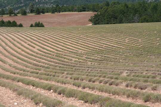 Слика од Lavandula angustifolia Mill.