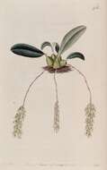 Image of Bulbophyllum pendulum Thouars